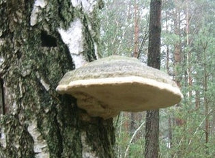  Health Benefits of the Siberian Chaga Mushroom - Guest Column by Polly Tlg