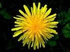  Spring and the Dandelions are Everywhere, but Don't Pull Them Up - Updated